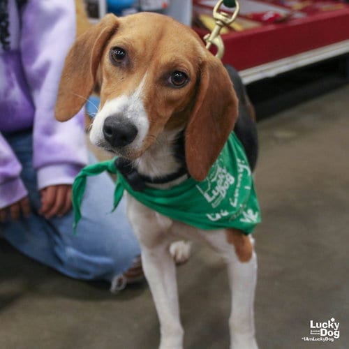 Photo of Elodie, adoptable Beagle in Washington, District of Columbia