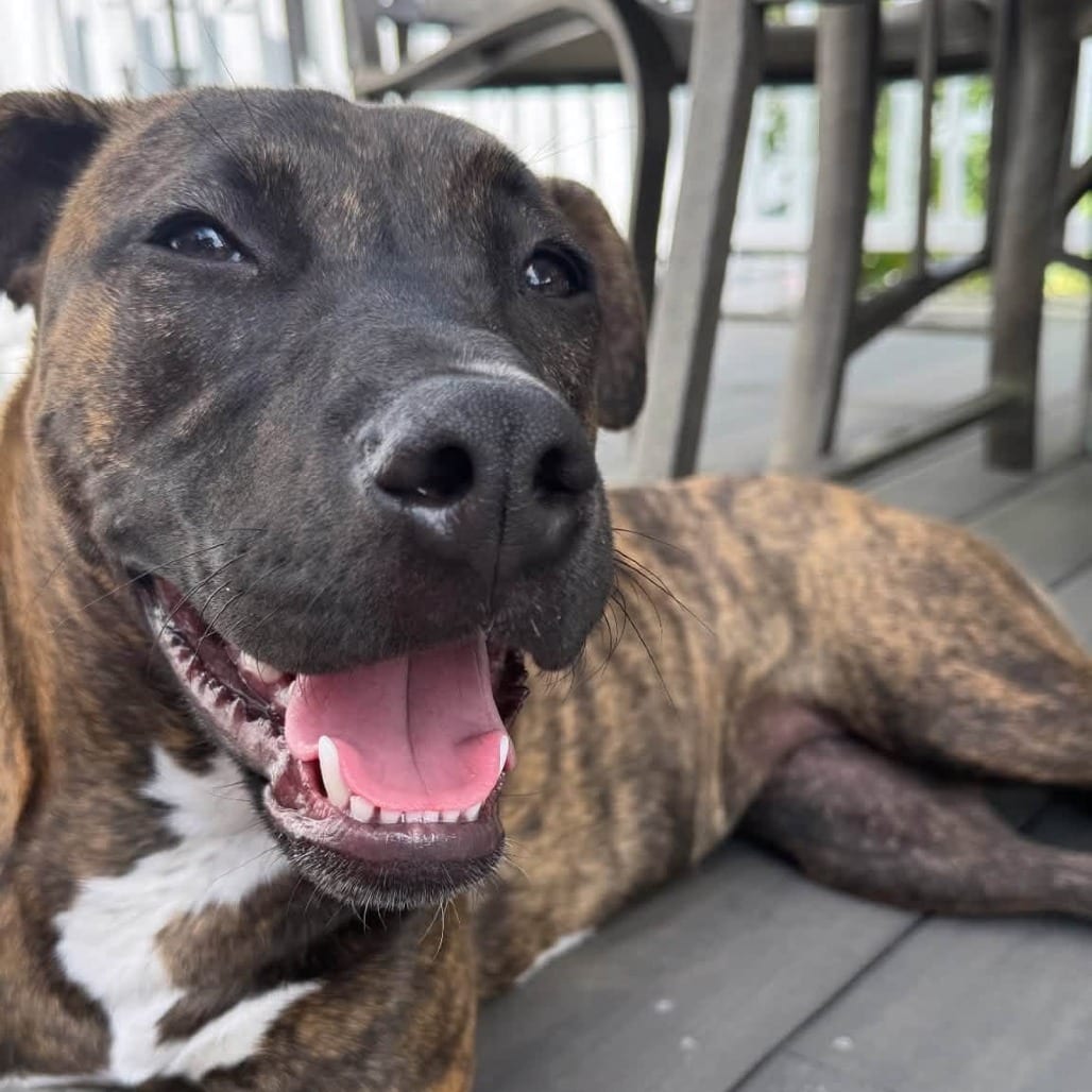 Photo of Briar Millie, adoptable Terrier, American Staffordshire / Mixed Breed (Medium) in Whitestone, New York