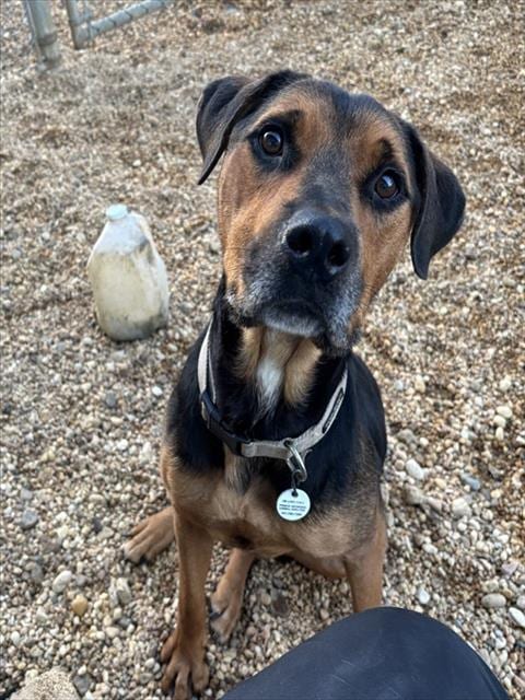 Photo of Rocky, adoptable Rottweiler in Forestville, Maryland