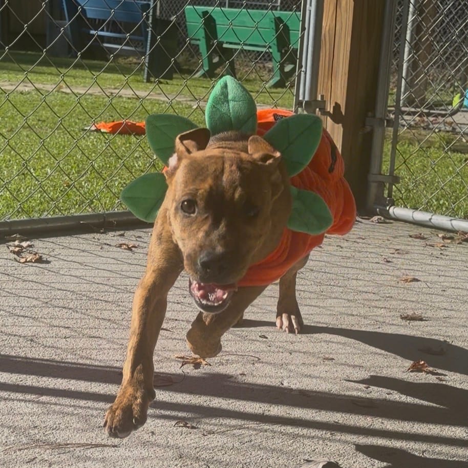Photo of Mazda, adoptable Mixed Breed (Medium) in Summerville, South Carolina