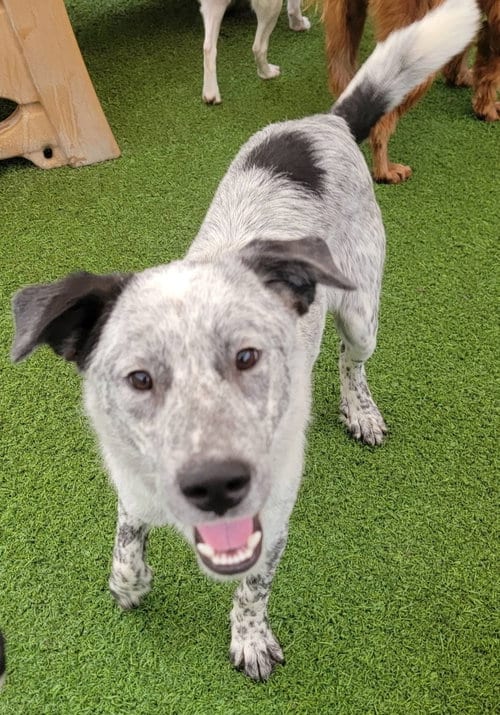 Photo of Ash, adoptable Border Collie in Highland, Illinois