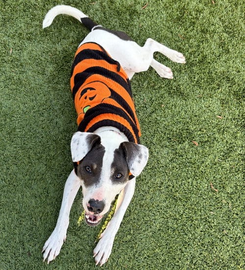 Photo of Cheese, adoptable Unknown breed in Rancho Santa Fe, California