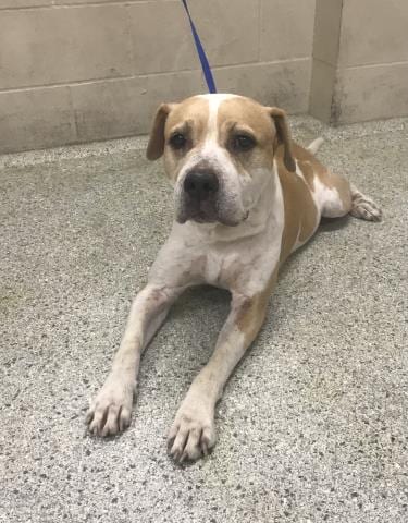 Photo of Benjamin, adoptable Pit Bull Terrier in Conroe, Texas