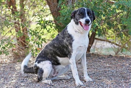 Photo of Stormy, adoptable Labrador Retriever in Albuquerque, New Mexico