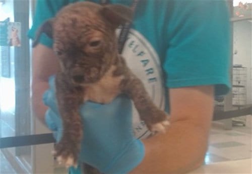 Photo of A479286, adoptable Staffordshire Bull Terrier in Oklahoma City, Oklahoma