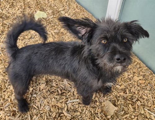Photo of Max, adoptable Scottish Terrier Scottie in Albuquerque, New Mexico