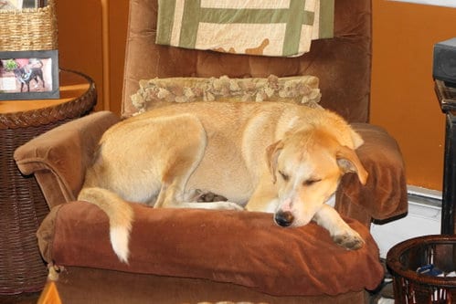 Photo of Odie, adoptable Labrador Retriever in Doylestown, Pennsylvania