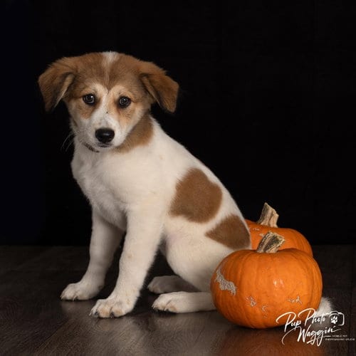 Photo of Shakira, adoptable Great Pyrenees in Claremore, Oklahoma