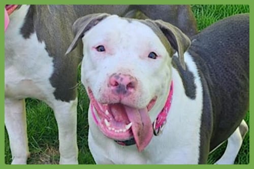 Photo of Ellie, adoptable American Staffordshire Terrier in Amherst, Massachusetts