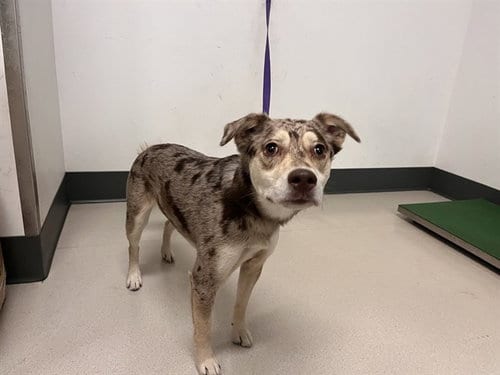 Photo of Mila, adoptable Catahoula Leopard Dog in Corona, California