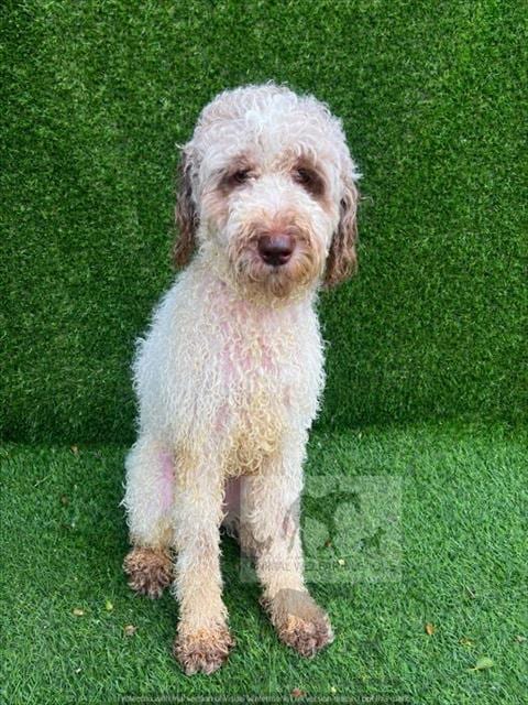 Photo of Peaches, adoptable Poodle - Miniature mix in Chicago Ridge, Illinois