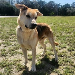 Photo of Hondo JuM, adoptable Catahoula Leopard Dog Australian Shepherd in Hartford, Connecticut