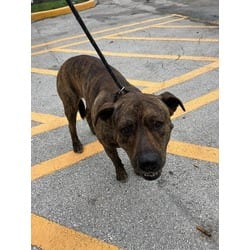Photo of Bambam, adoptable Terrier (Unknown Type, Medium) in Doral, Florida