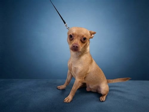 Photo of Toby, adoptable Chihuahua in Miami, Florida