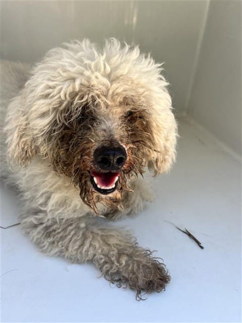 Photo of Senior Poodle - Miniature, adoptable Poodle - Miniature in Houston, Texas