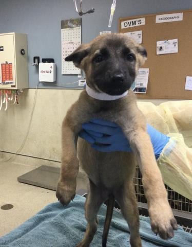 Photo of Pumpkin, adoptable German Shepherd Dog in Riverside, California