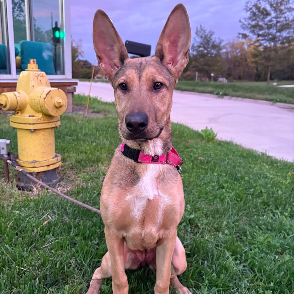 Photo of Bella Swan, adoptable Shepherd, German / Great Dane in West Des Moines, Iowa