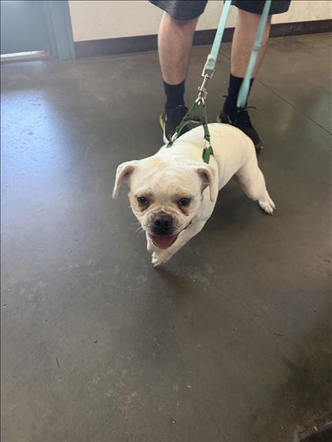 Photo of Chato, adoptable French Bulldog in Chatsworth, California
