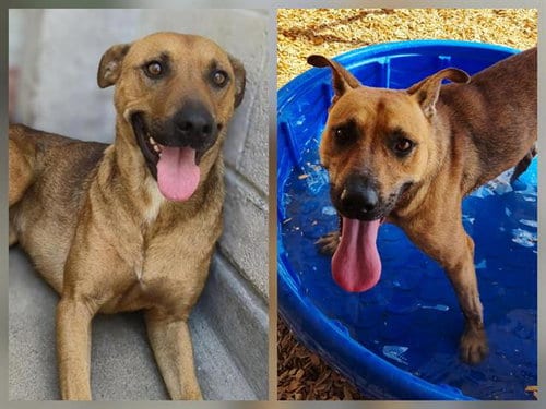 Photo of Mazzy, adoptable German Shepherd Dog in Albuquerque, New Mexico