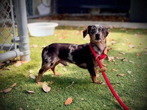 Photo of Zuma, adoptable Chihuahua in Orlando, Florida