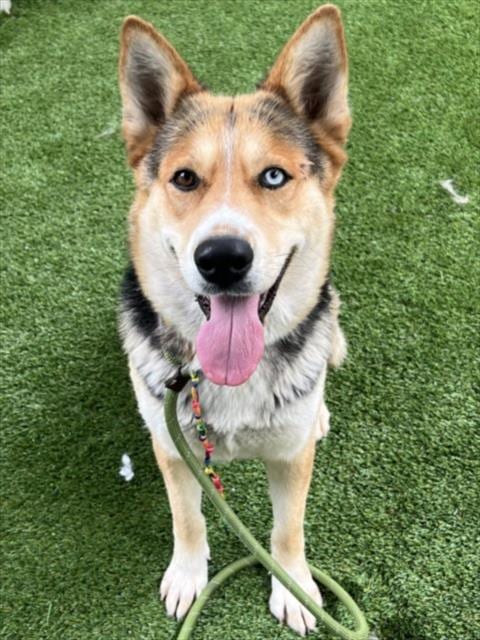 Photo of Delilah, adoptable Siberian Husky in Los Angeles, California