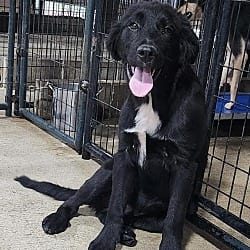 Photo of Halfie, adoptable Australian Shepherd in Chicopee, Massachusetts