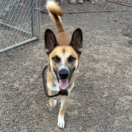 Photo of Bertie, adoptable German Shepherd Dog in Phoenix, Arizona