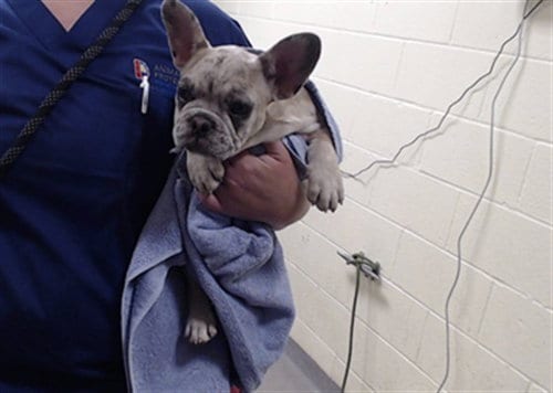 Photo of Bewitched, adoptable French Bulldog in Denver, Colorado