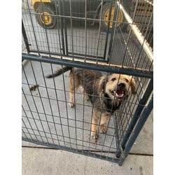Photo of Winn Dixie, adoptable Mixed Breed (Medium) in Baton Rouge, Louisiana