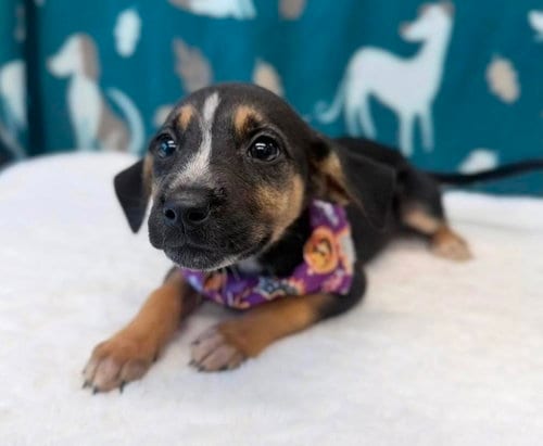 Photo of Rye, adoptable Beagle in Sedalia, Colorado