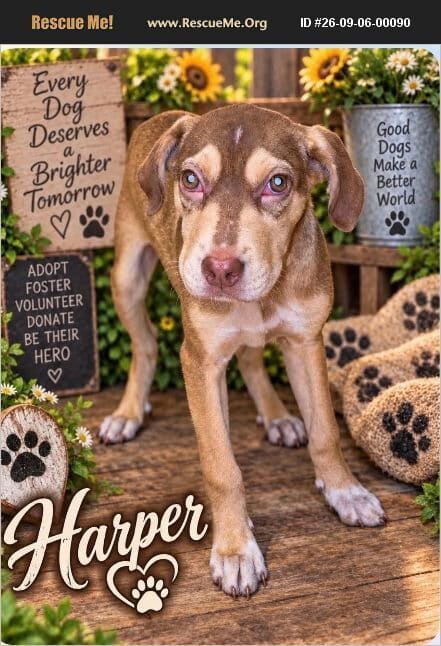 Photo of Harper, adoptable Labrador Retriever in Benton, Pennsylvania