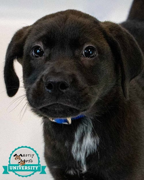 Photo of Moose, adoptable Labrador Retriever in Kennesaw, Georgia