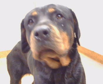 Photo of Minnie, adoptable Rottweiler in Sacramento, California