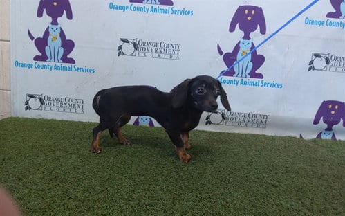 Photo of Precious, adoptable Chihuahua in Orlando, Florida