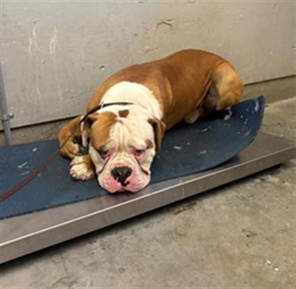 Photo of Uno, adoptable American Bulldog in Camarillo, California