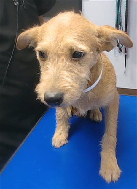 Photo of Karat, adoptable Irish Terrier in Phoenix, Arizona