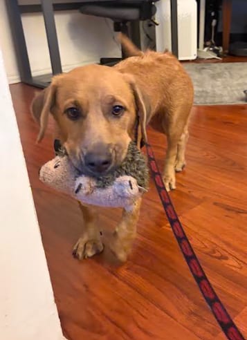 Photo of Johnny, adoptable Retriever in San Diego, California