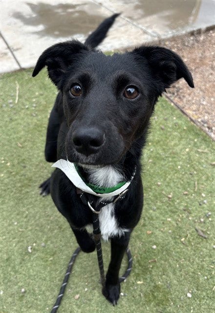 Photo of Roo, adoptable Border Collie in Phoenix, Arizona