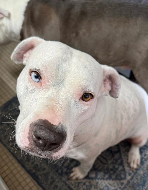 Photo of Vespa, adoptable American Pit Bull Terrier in Hillsboro, New Hampshire