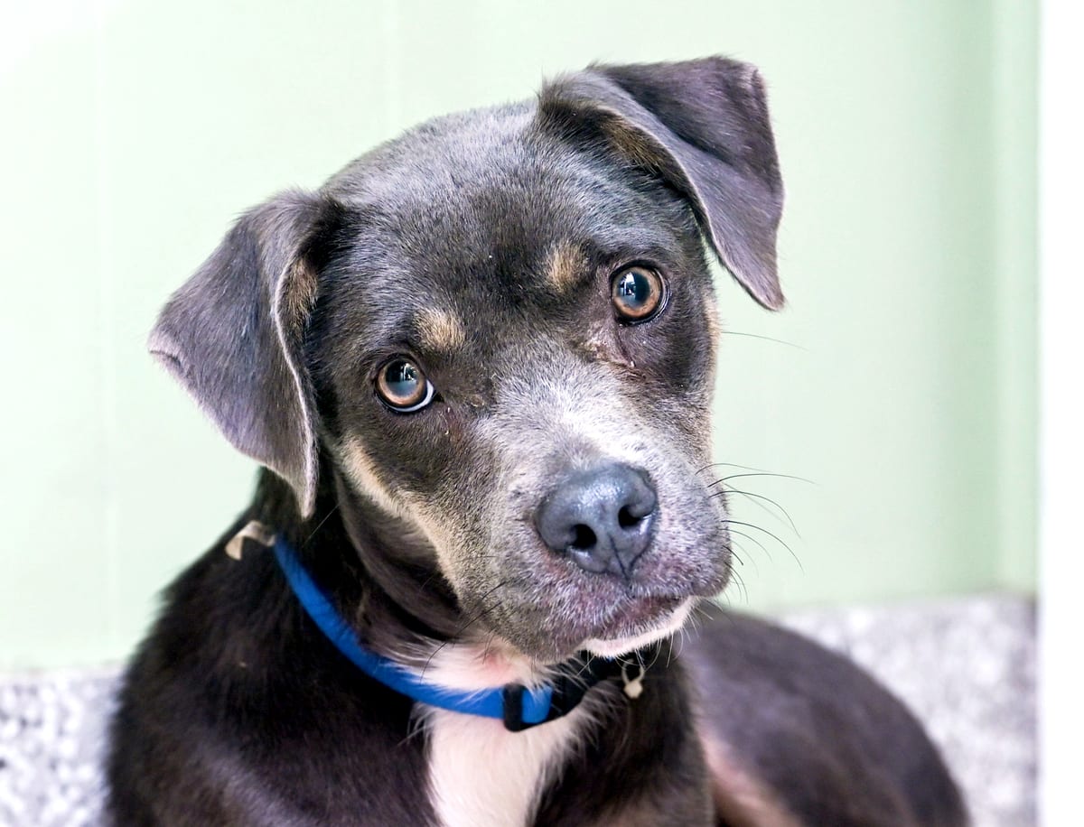 Photo of Zyla, adoptable Pit Bull/Pug Mix in Chattanooga, Tennessee