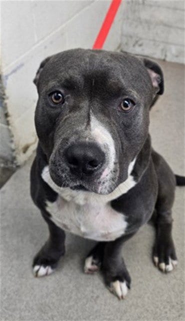 Photo of Apple, adoptable Pit Bull Terrier in San Bernardino, California