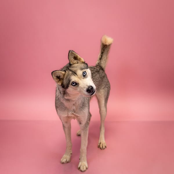Photo of Lala, adoptable Siberian Husky cross in Lawrenceville, Georgia