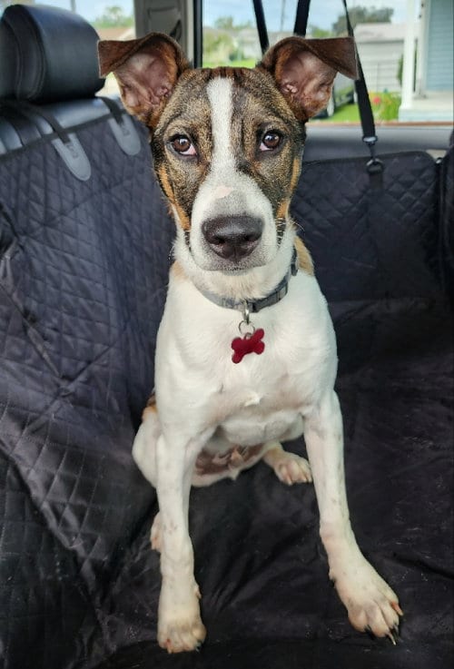 Photo of Roo, adoptable Smooth Collie in Kenner, Louisiana