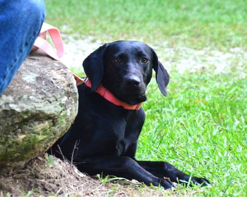 Photo of Addie, adoptable Labrador Retriever in Willingboro, New Jersey