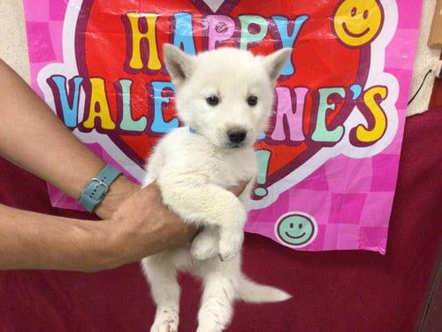 Photo of Balto, adoptable Siberian Husky in Riverside, California