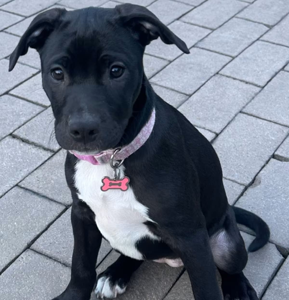 Photo of Anise, adoptable Terrier (Unknown Type, Medium) in Staten Island, New York