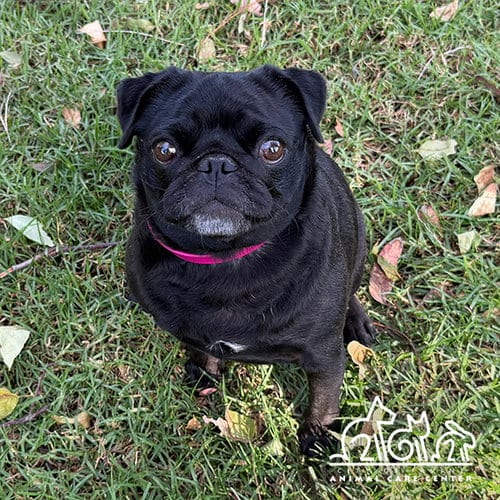 Photo of Luna, adoptable Pug in Irvine, California