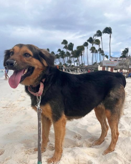 Photo of Raksha, adoptable Unknown breed in Shelburne, Vermont