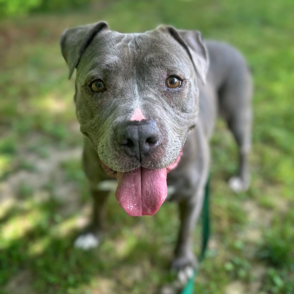 Photo of Ellie, adoptable Mixed Breed (Medium) in Fredericksburg, Virginia