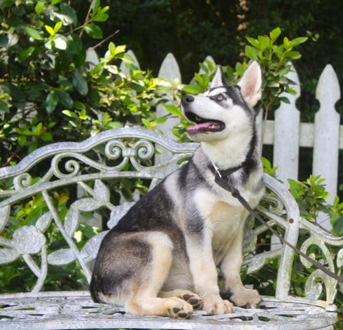 Photo of Jalyn 5 months-Spay Contract required$175, adoptable Siberian Husky in Holly Hill, South Carolina